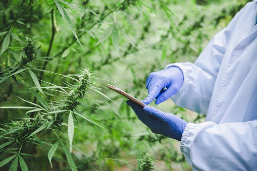 a lab worker reviewing marijuana plants