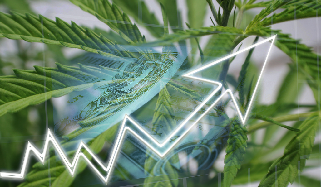a marijuana plant with a chart in the foreground going up