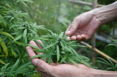 a person's hands inspecting a marijuana plant at their grow operation