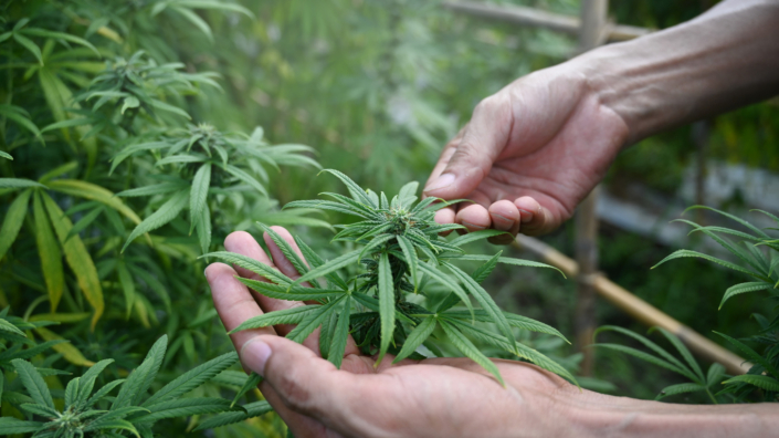 a person's hands inspecting a marijuana plant at their grow operation