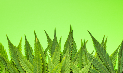 a green banner with marijuana leaves
