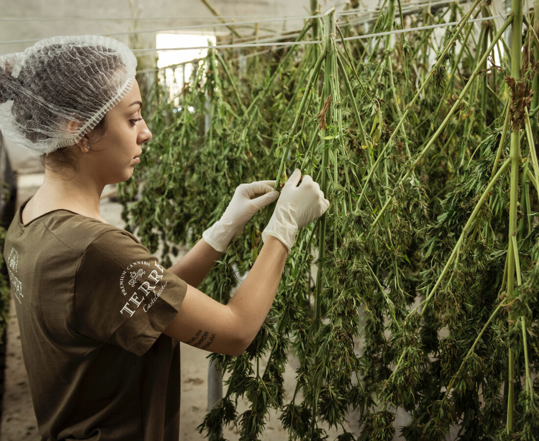 a cannabis professional tending to drying cannabis plants