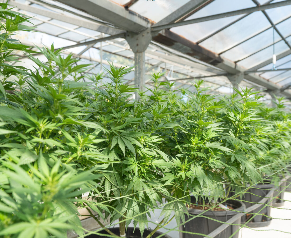 marijuana plants goring in a greenhouse