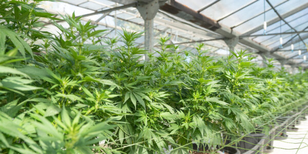 marijuana plants goring in a greenhouse