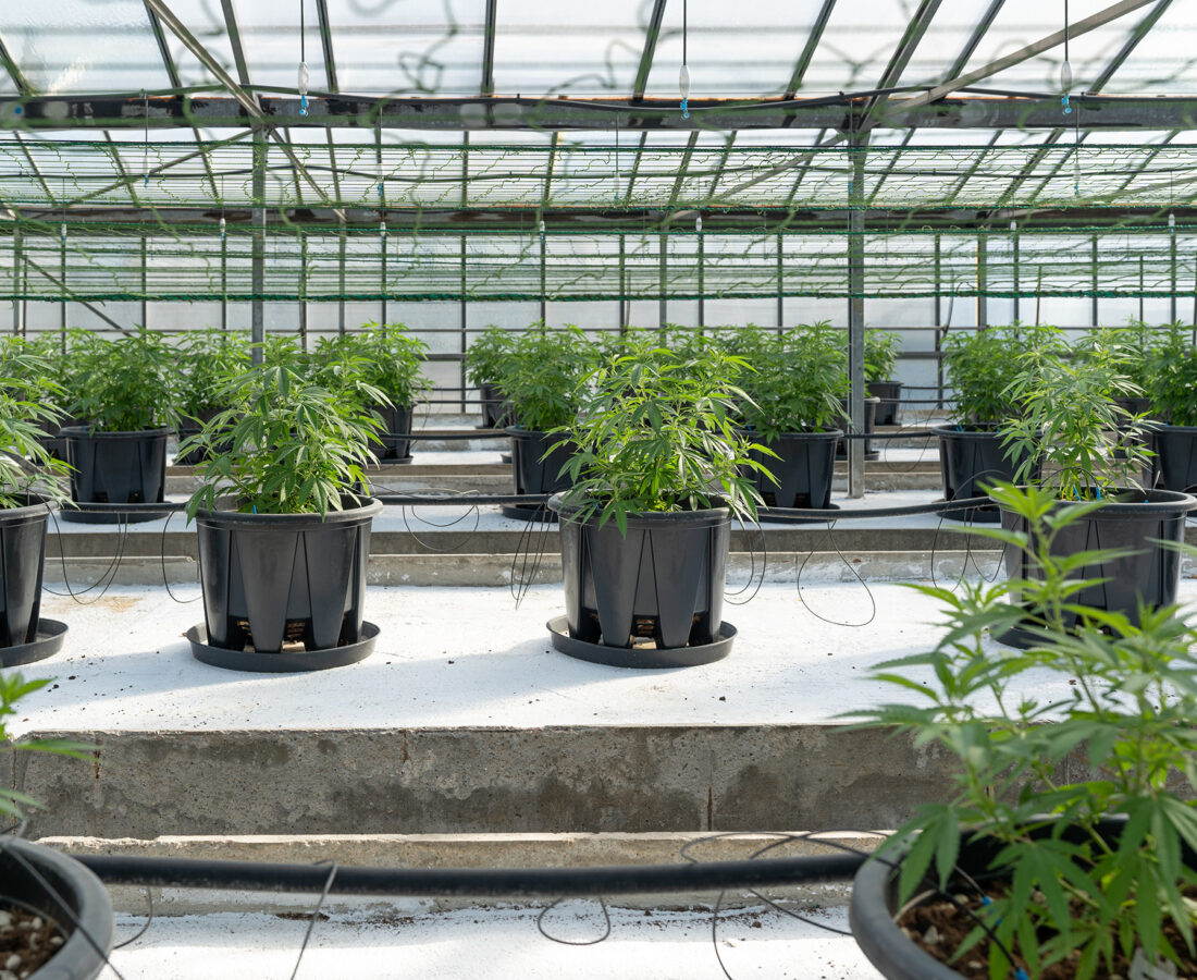 cannabis plants being grown in individual planters in a greenhouse