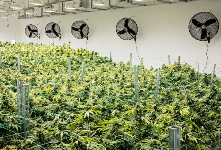 a overhead photo of marijuana plants growing indoors