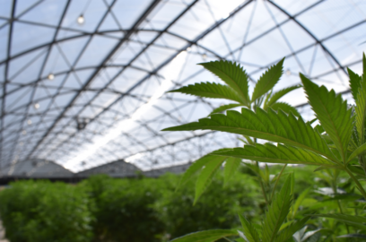 the inside of a greenhouse growing medical cannabis