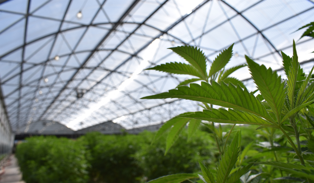 the inside of a greenhouse growing medical cannabis