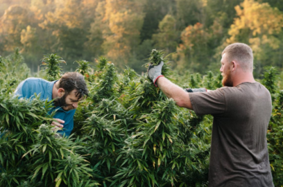 Cannabis growers harvesting their crops