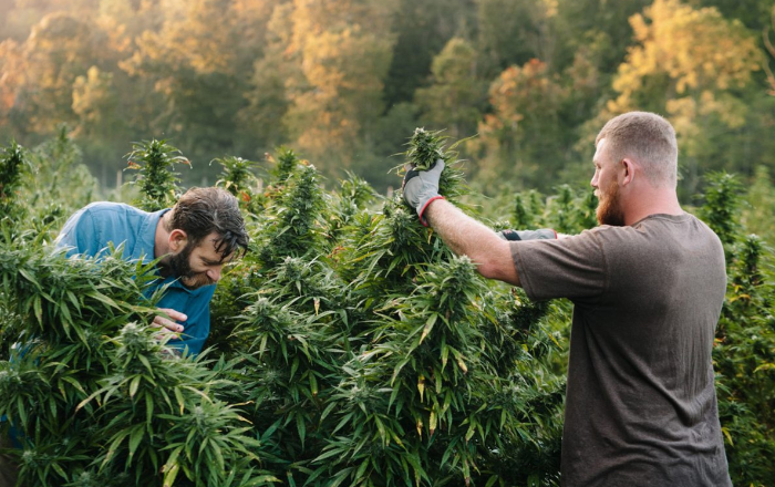 Cannabis growers harvesting their crops