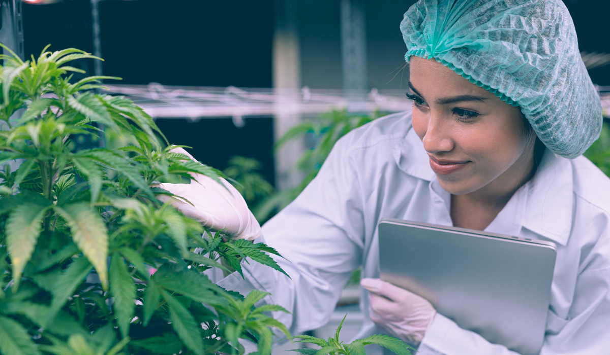 A scientist in a medical facility examining a Cannabis plant.