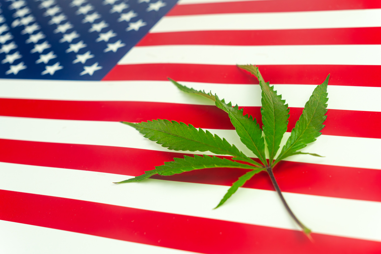 Green hemp leaf on American flag