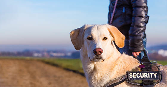 Guard,Dog,With,Security,Written,On,His,Harness