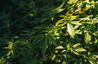 Background of large bushes of wild hemp under sunlight