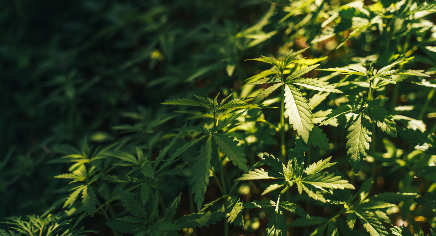 Background of large bushes of wild hemp under sunlight