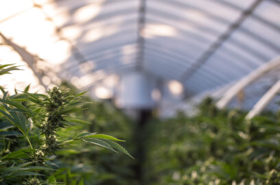 Marijuana Farm Industry - weed and commercial cannabis. Close up of Cannabis Cultivation.Marijuana Farm Industry - weed and commercial cannabis. Close up of Cannabis Cultivation.